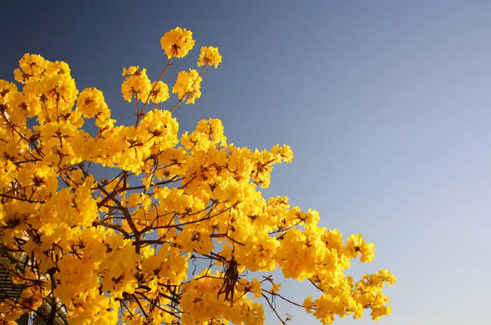 Vasant Ritucharya: Ayurvedic Self-Care for a Flourishing Spring